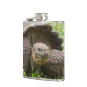 Reuzenschildpad Heupfles (Links)