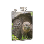 Reuzenschildpad Heupfles (Rechts)