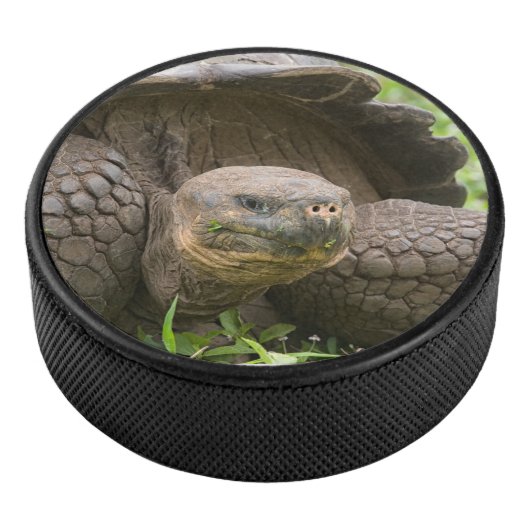 Reuzenschildpad Hockey Puck (3/4)