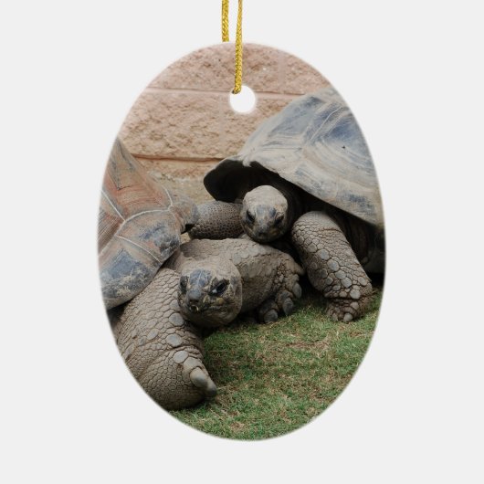reuzenschildpad keramisch ornament (Achterkant)