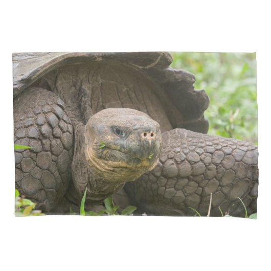 Reuzenschildpad Kussensloop (Voorkant)