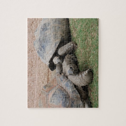 reuzenschildpad legpuzzel (Verticaal)