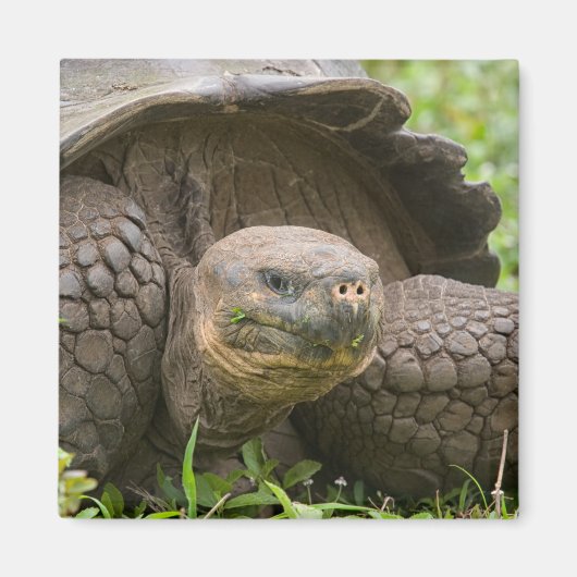 Reuzenschildpad Magneet (Voorkant)