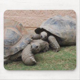 reuzenschildpad muismat