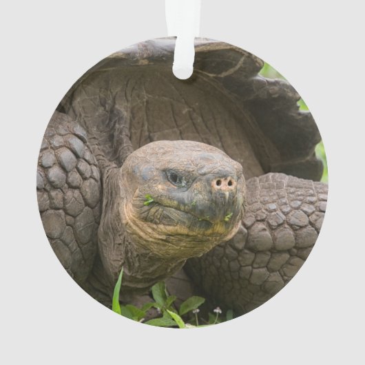 Reuzenschildpad Ornament (achterkant)