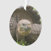 Reuzenschildpad Ornament (voorkant)