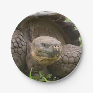 Reuzenschildpad Papieren Bordje