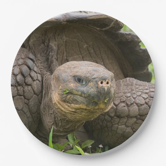 Reuzenschildpad Papieren Bordje (Voorkant)