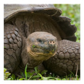 Reuzenschildpad Perfect Poster (Voorkant)