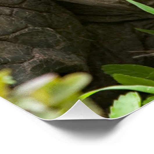 Reuzenschildpad Perfect Poster (Hoek)