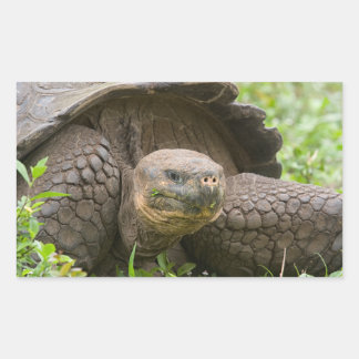 Reuzenschildpad Rechthoekige Sticker