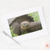 Reuzenschildpad Rechthoekige Sticker (Envelop)