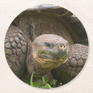 Reuzenschildpad Ronde Kartonnen Onderzetter