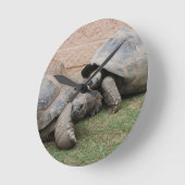 reuzenschildpad ronde klok (Hoek)