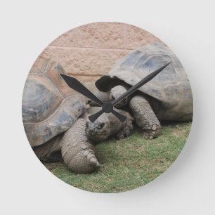 reuzenschildpad ronde klok