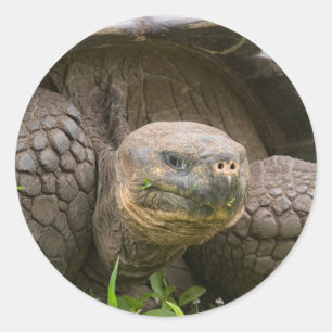 Reuzenschildpad Ronde Sticker