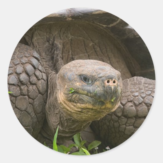 Reuzenschildpad Ronde Sticker (Voorkant)