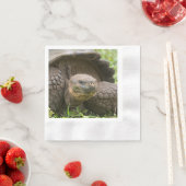 Reuzenschildpad Servet (Insitu)