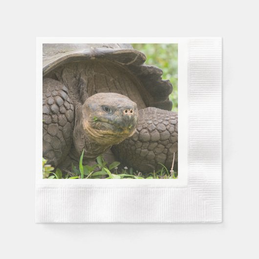 Reuzenschildpad Servet (Voorkant)