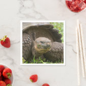 Reuzenschildpad Servet (Insitu)