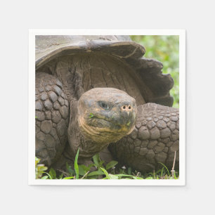 Reuzenschildpad Servet