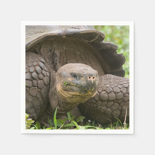 Reuzenschildpad Servet (Voorkant)