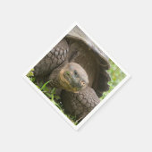 Reuzenschildpad Servet (Hoek)