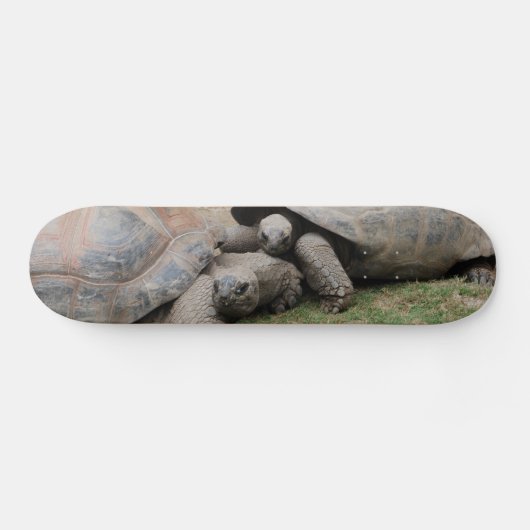 reuzenschildpad skateboard (Horizontaal)