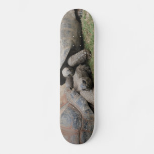 reuzenschildpad skateboard