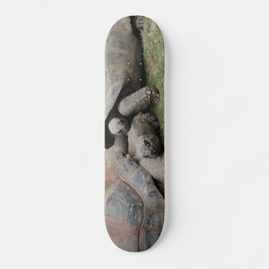 reuzenschildpad skateboard (Voorkant)