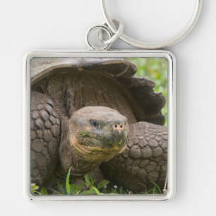 Reuzenschildpad Sleutelhanger