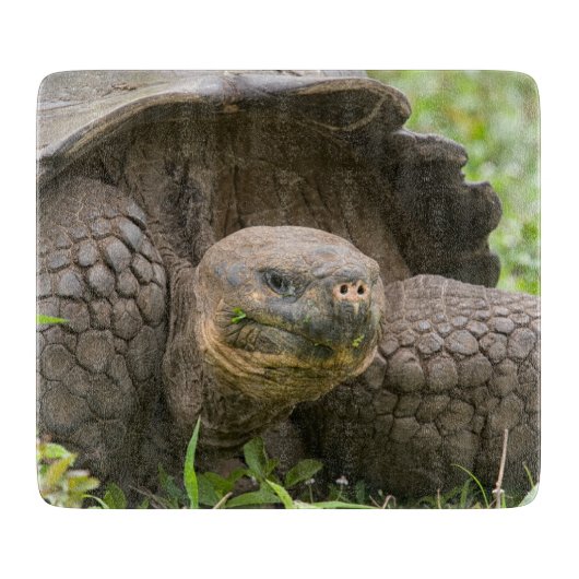 Reuzenschildpad Snijplank (Voorkant)
