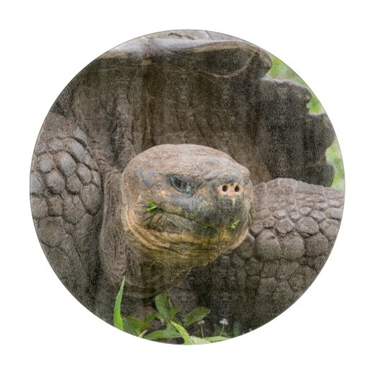 Reuzenschildpad Snijplank (Voorkant)