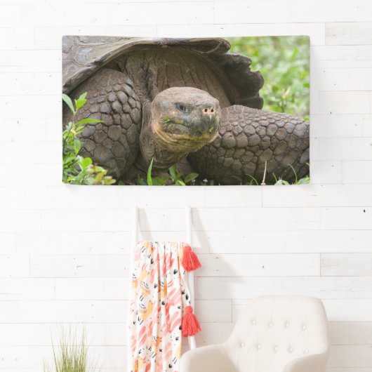 Reuzenschildpad Spandoek (Insitu)