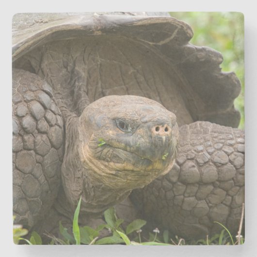 Reuzenschildpad Stenen Onderzetter (Voorkant)