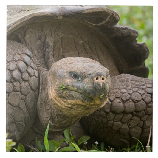 Reuzenschildpad Tegeltje (Voorkant)