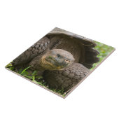 Reuzenschildpad Tegeltje (Zijkant)
