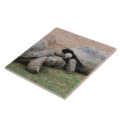 reuzenschildpad tegeltje (Zijkant)