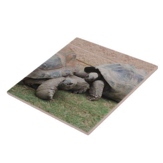 reuzenschildpad tegeltje (Zijkant)