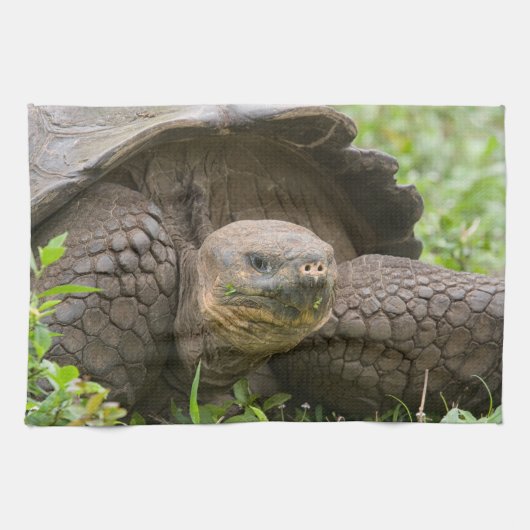 Reuzenschildpad Theedoek (Horizontaal)