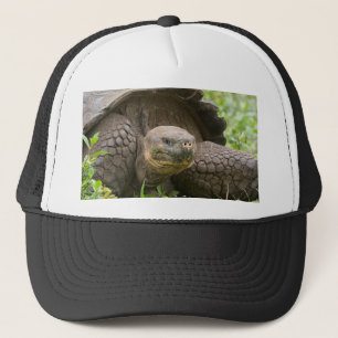 Reuzenschildpad Trucker Pet