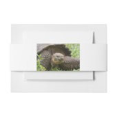 Reuzenschildpad Uitnodigingen Wikkel (Voorkant Voorbeeld)