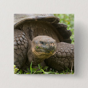 Reuzenschildpad Vierkante Button 5,1 Cm
