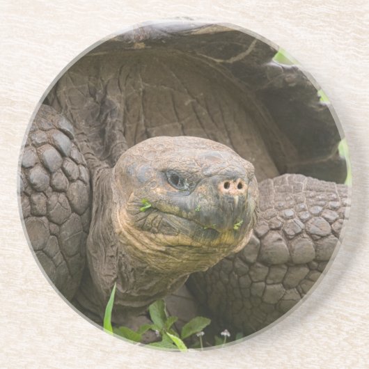 Reuzenschildpad Zandsteen Onderzetter (Voorkant)