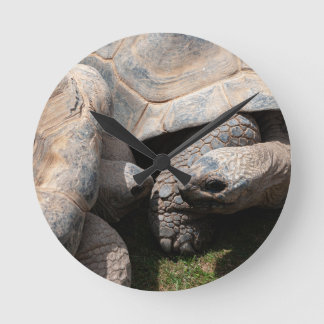 Reuzenschildpadden Kunstfotografie Ronde Klok