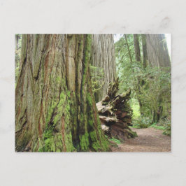 Reuzensequoia ansichtkaarten Grote Californische R Briefkaart