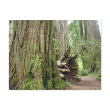 Reuzensequoia ansichtkaarten Grote Californische R
