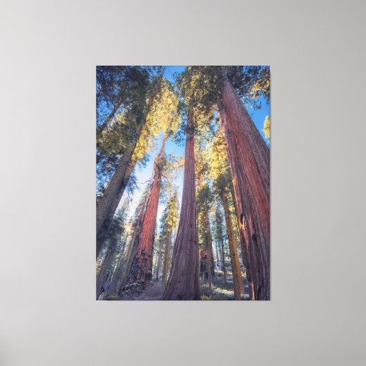 Reuzensequoia bomen bos landschap canvas afdruk (Voorkant)