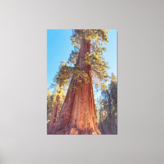 Reuzensequoia Canvas Afdruk (Voorkant)