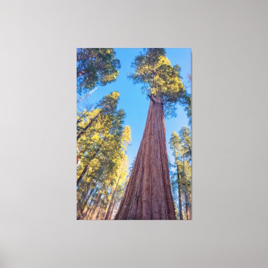 Reuzensequoia Canvas Afdruk (Voorkant)